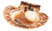 coquilles-menu