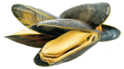 mossels-menu