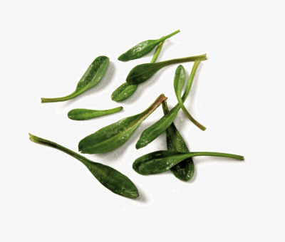 lamsoren